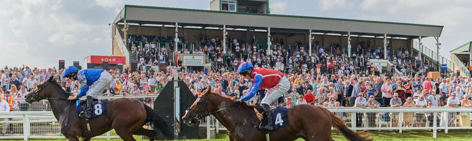 owners and trainers experiences